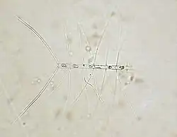 C. affinis Lauder