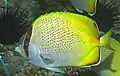 Günthers Falterfisch (C. guentheri)