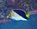 Goldkronen-Falterfisch (C. flavocoronatus)