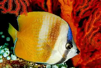 Kleins Falterfisch (C. kleinii)
