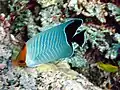 Rotmeer-Baroness-Falterfisch (C. larvatus)