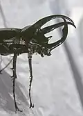 Seitenansicht auf Atlaskäfer♂ mit flachem Zahn am cephalen Horn