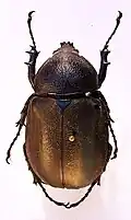 Nahaufnahme eines Atlaskäfers♀