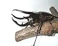 Chalcosoma caucasus
