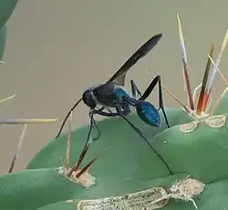C. zimmermanni