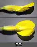 Blüte, die Fahne ist außen seidig behaart.