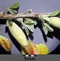 Sprossachse und Laubblätter sind anliegend seidig behaart.