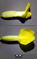 Zygomorpe Blüte: der Kelch ist anliegend seidig behaart und die Fahne kahl.