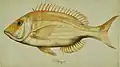 Lethrinus nebulosus (Forsskål, 1775)