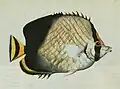 Chaetodon decussatus (Cuvier, 1831)