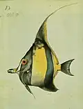 Zanclus cornutus (Linné, 1758)