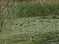 Charlottensee: Enten und Gelbe Teichrosen