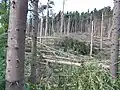 Schadensanalyse nach Stürmen