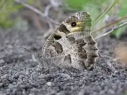 Berghexe (Chazara briseis)