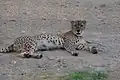 Gepard (2012)