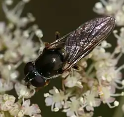 Pilz-Erzschwebfliege (Cheilosia scutellata, weiblich)
