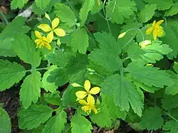 Schöllkraut (Chelidonium majus)