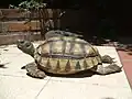 Argentinische Landschildkröte