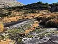 Vegetation auf Granitplatte