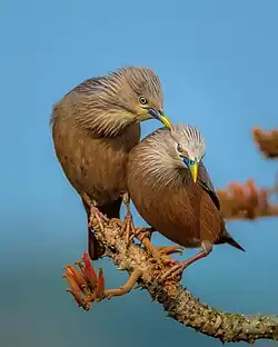 Graukopfstar (Sturnia malabarica): Männchen und Weibchen optisch ununterscheidbar