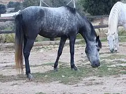 Junges Messara-Pferd in Georgioupoli