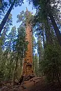 Chief Sequoyah Tree