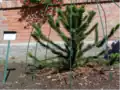 Chilenische Araukarie im Arboretum