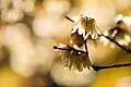 Zweig mit Blüten in ihrer natürlichen Stellung an Kurztrieben