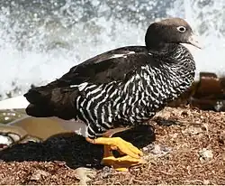 Kelpgans (Chloephaga hybrida) ♀