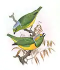 Gelbbrauen-Organist aus Philip Lutley Sclater: Exotic Ornithology, 1869