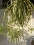 Grünlilie mit vielen Jungpflanzen