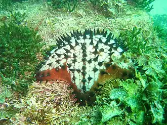 Nidorellia armata