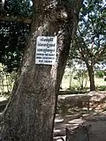 Massengrab und zum Töten von Kindern benutzter Baum