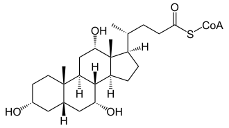 Choloyl-CoA
