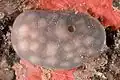 Chondrosia reniformis (Chondrosida)