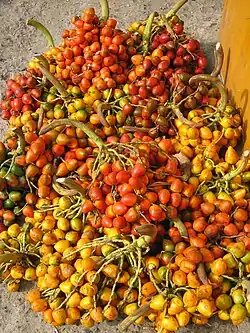 Pfirsichpalme (versch. Bactris-Arten haben ähnliche Früchte) (roh oder gekocht)