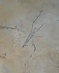 Wasserläufer Chresmoda obscura