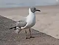 Graukopfmöwe