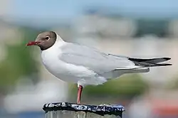 Lachmöwe