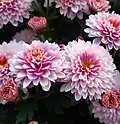 Aus Chrysanthemum indicum wurde das Glucosid erstmals isoliert