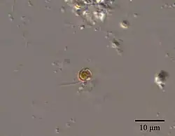 Chrysochromulina parva vom Süßwasser des Skinnerflo-Sees[3][4] (Østfold, Norwegen) entnommen am 27. Juli 2013 Birger Skjelbred (NIVA) via SMHI