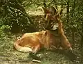 Mähnenwolf