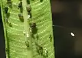 Gestieltes Ei einer Florfliege (rechts)