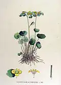 Illustration aus der Flora Batava