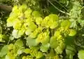 Chrysosplenium alternifolium