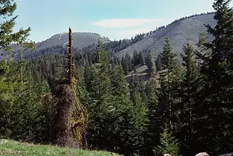 Chumstick Mountain Summit von einem Zugangsweg aus