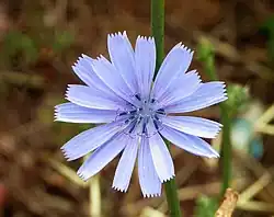 Gemeine Wegwarte (Cichorium intybus)