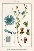 Illustration von Jacob Sturm