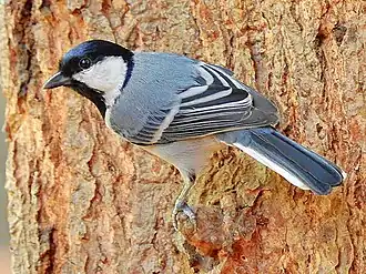 Graukohlmeise (Parus cinereus): kommt bis Indonesien vor.