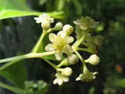 Ausschnitt eines Blütenstandes mit Blüte im Detail
